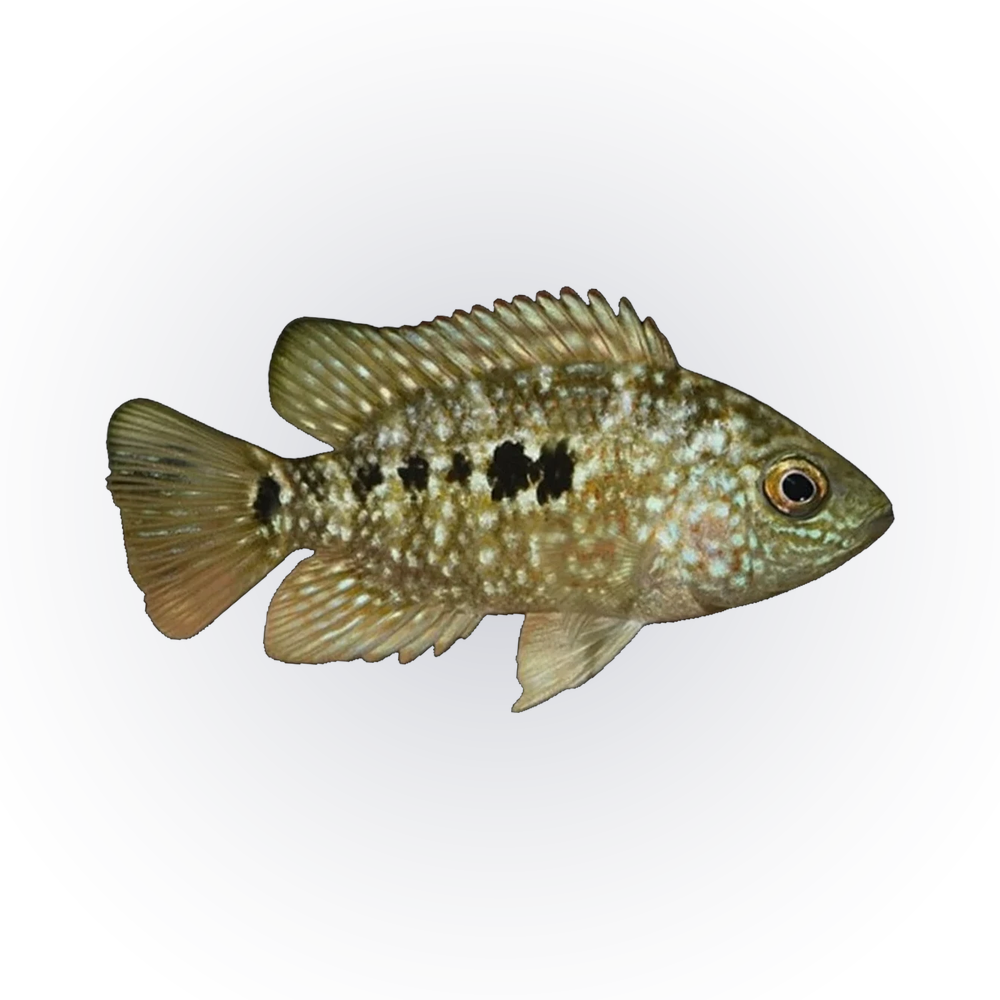 Texas Cichlid (Herichthys cyanoguttatus), side profile facing right