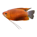 Thick Lipped Gourami