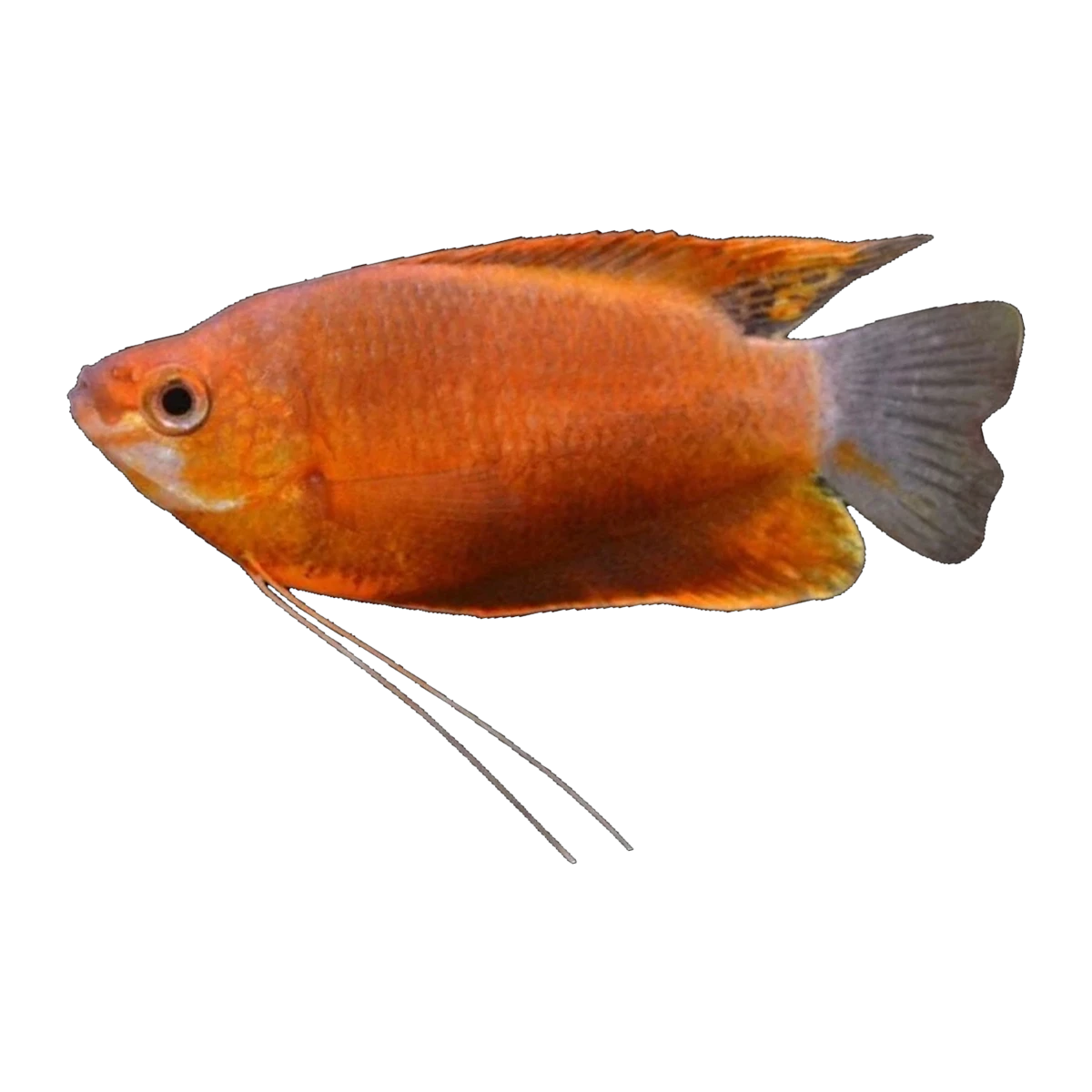 Thick Lipped Gourami