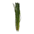 Thin Val