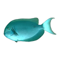 Thompsons Tang | Acanthurus thompsoni