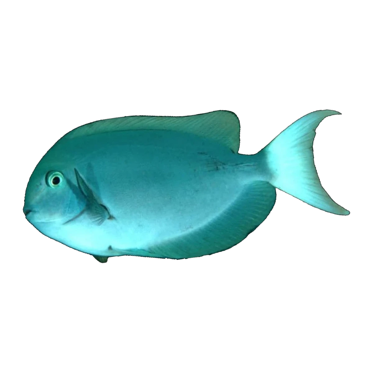 Thompsons Tang | Acanthurus thompsoni