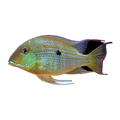 Threadfin Eartheater (Geophagus altifrons), side profile facing right