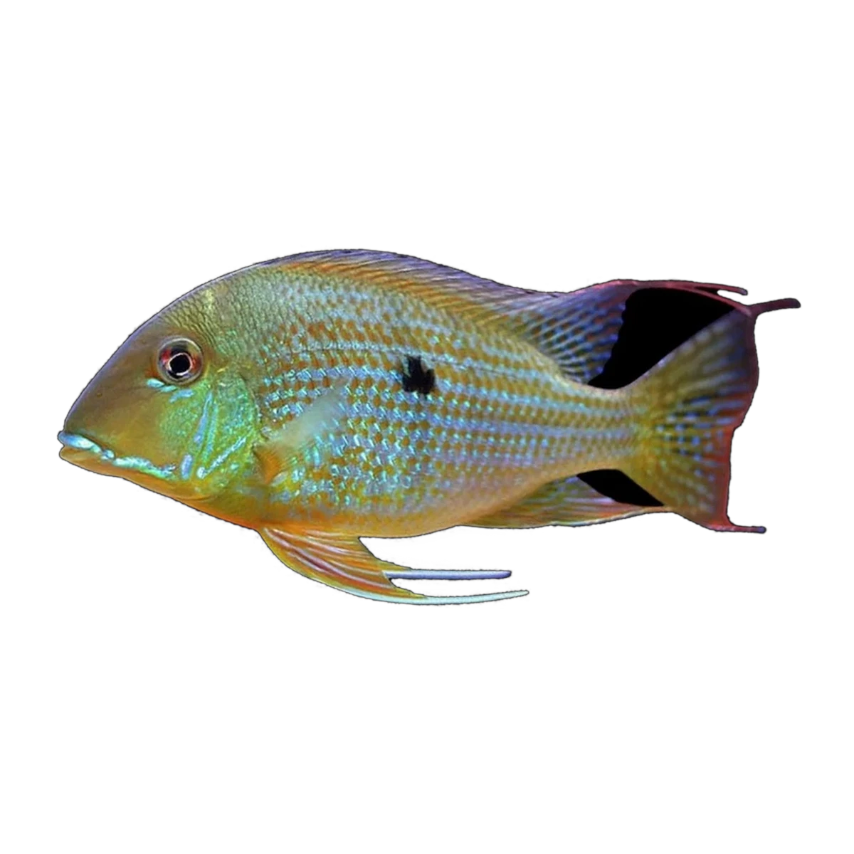 Threadfin Eartheater (Geophagus altifrons), side profile facing right