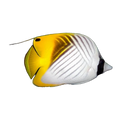 Threadfin Butterflyfish | Chaetodon auriga