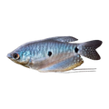 Three-spot Gourami