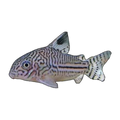 Threestripe/Leopard Corydoras | Hoplisoma trilineatum
