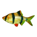 Tiger Barb