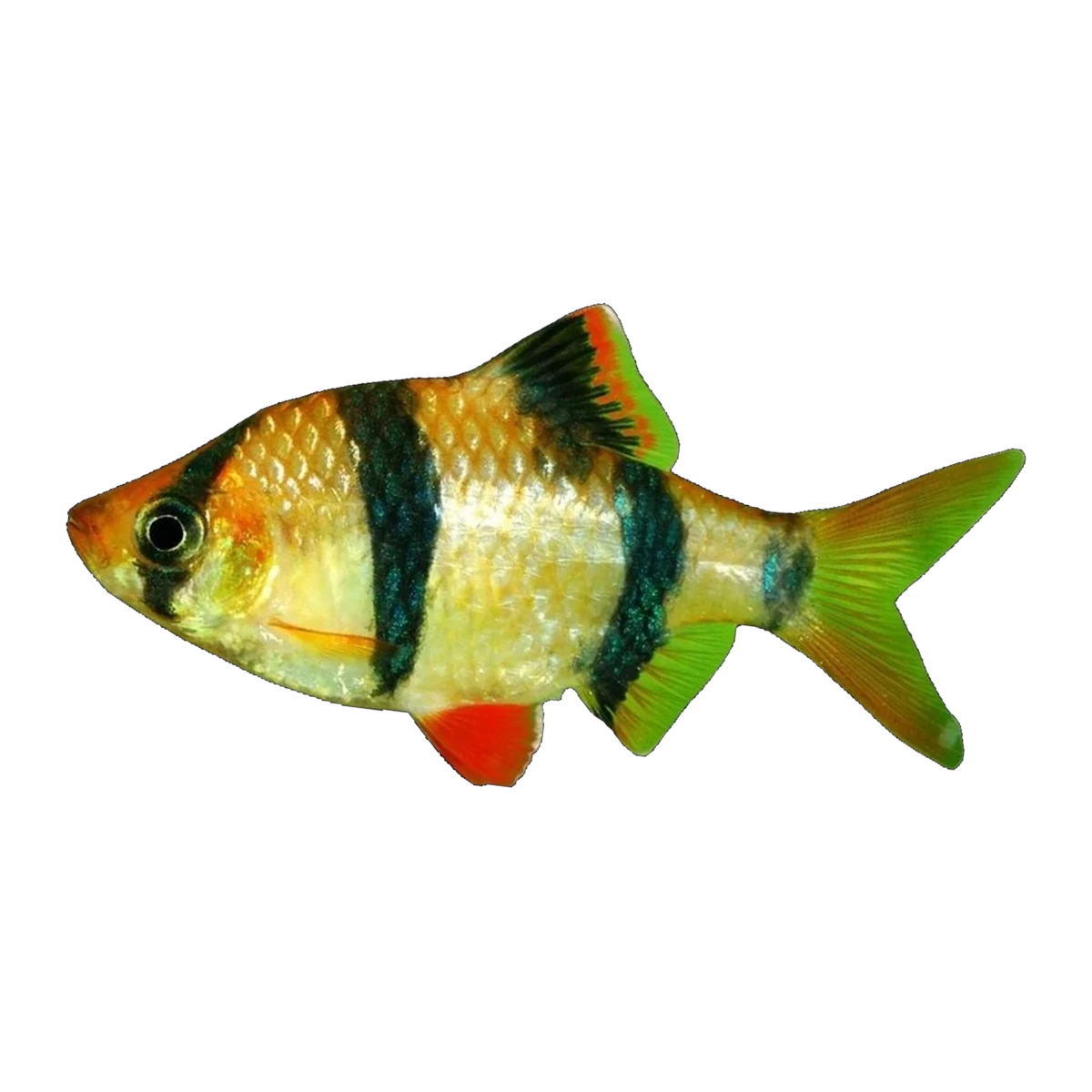 Tiger Barb