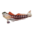 Tiger Blenny | Ecsenius tigris