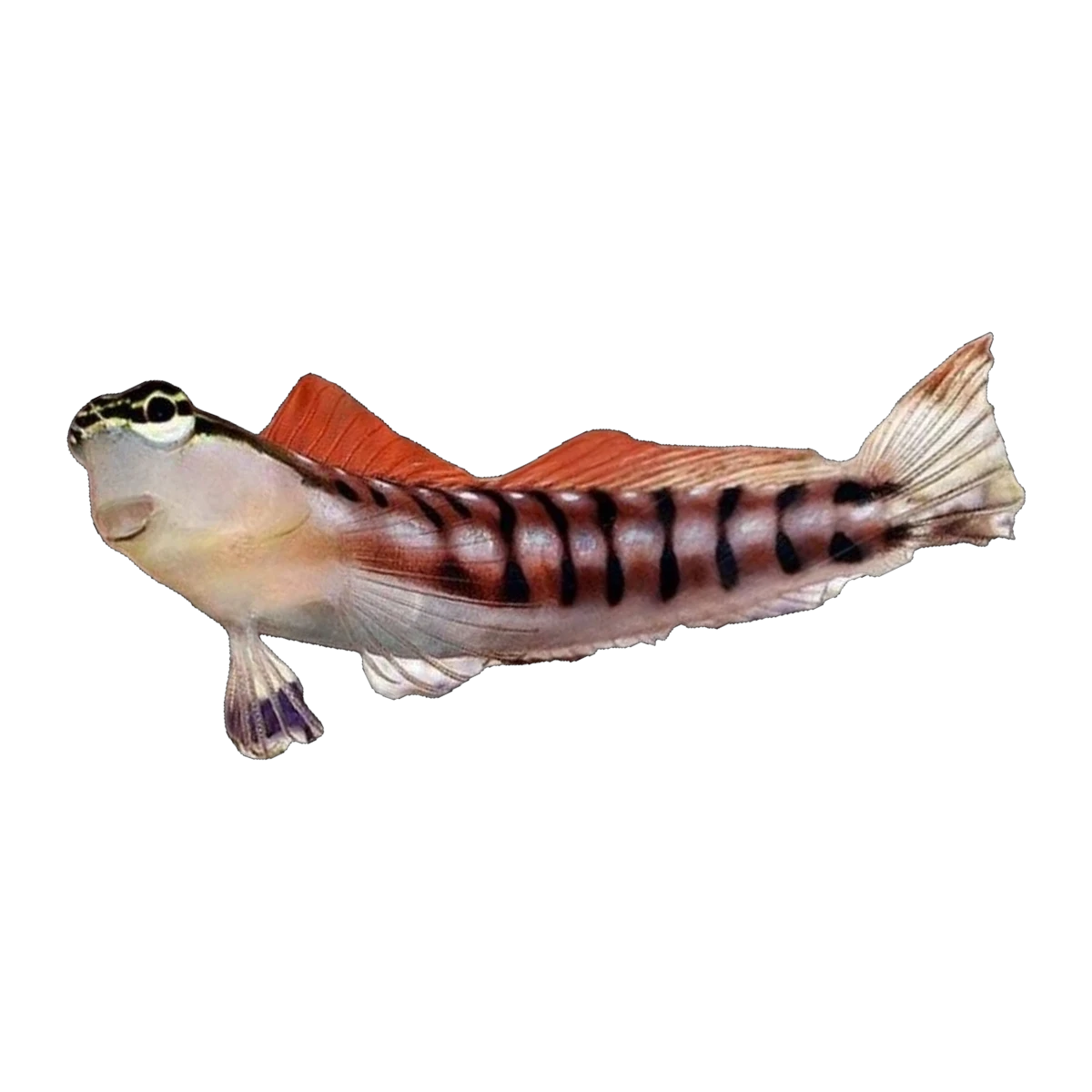 Tiger Blenny | Ecsenius tigris