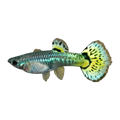 Tiger Mosaic Guppy Female | Poecilia reticulata