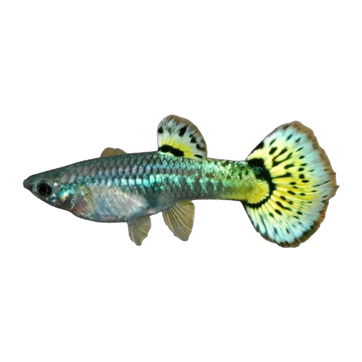 Tiger Mosaic Guppy Female | Poecilia reticulata