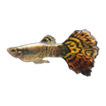 Tiger Mosaic Guppy Male | Poecilia reticulata