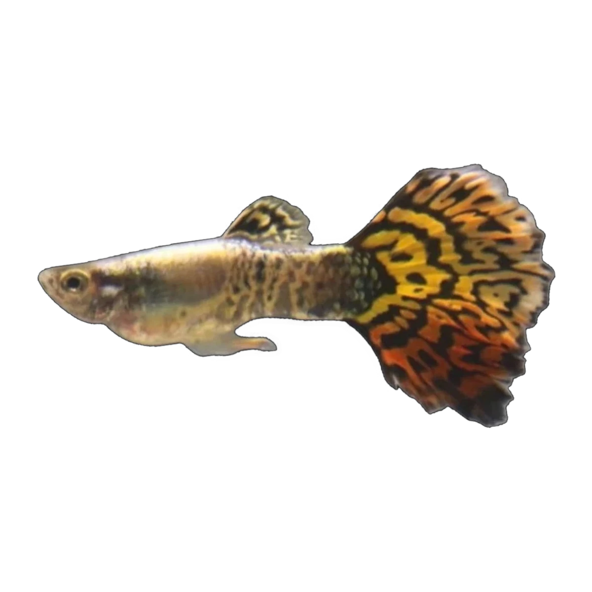 Tiger Mosaic Guppy Male | Poecilia reticulata