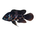 Tiger Oscar (Astronotus ocellatus)