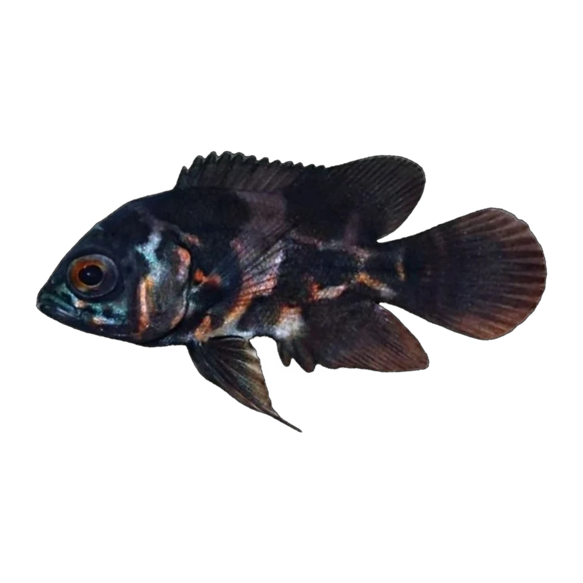 Tiger Oscar (Astronotus ocellatus)