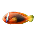 Tomato Clownfish Pair | Amphiprion frenatus