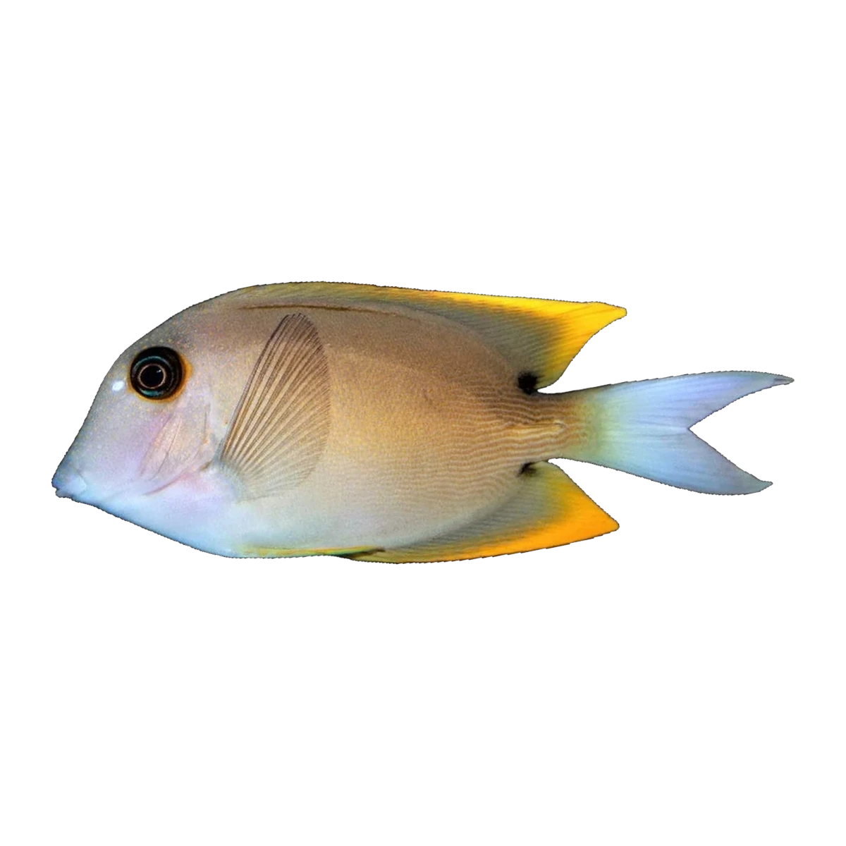 Tomini Tang Juv | Ctenochaetus tominiensis