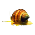Tortoise Shell Mystery Snail