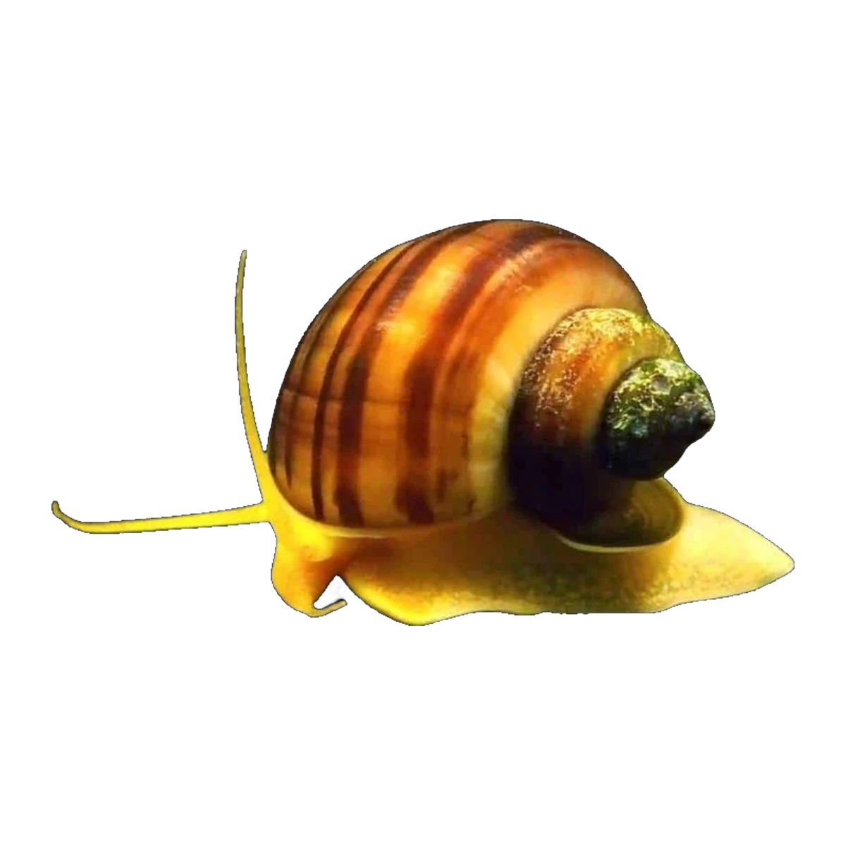 Tortoise Shell Mystery Snail