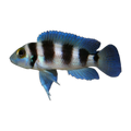 Tretocephalus Cichlid – Neolamprologus tretocephalus