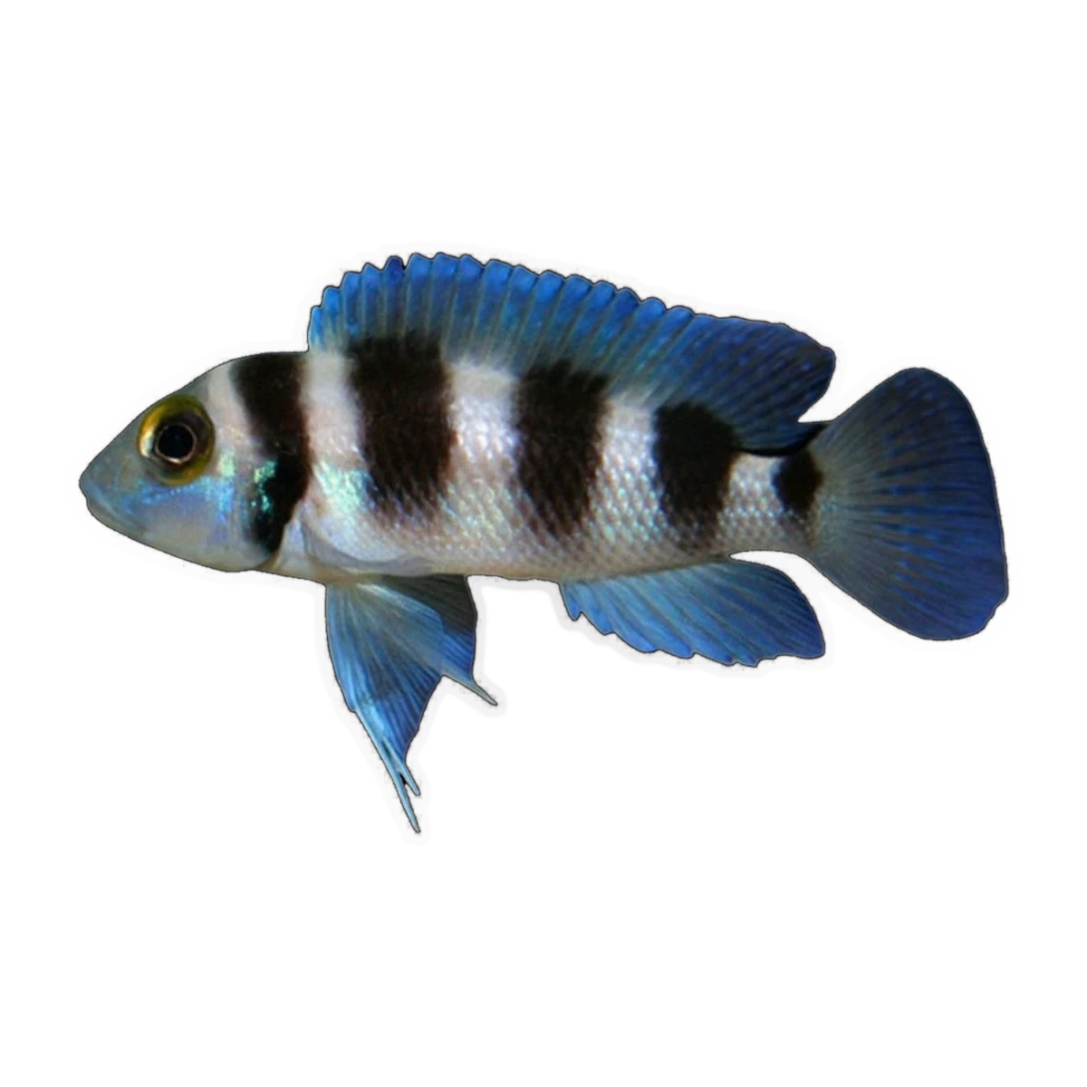 Tretocephalus Cichlid – Neolamprologus tretocephalus