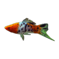 Tri-coloured Calico Swordtail | Xiphophorus hellerii