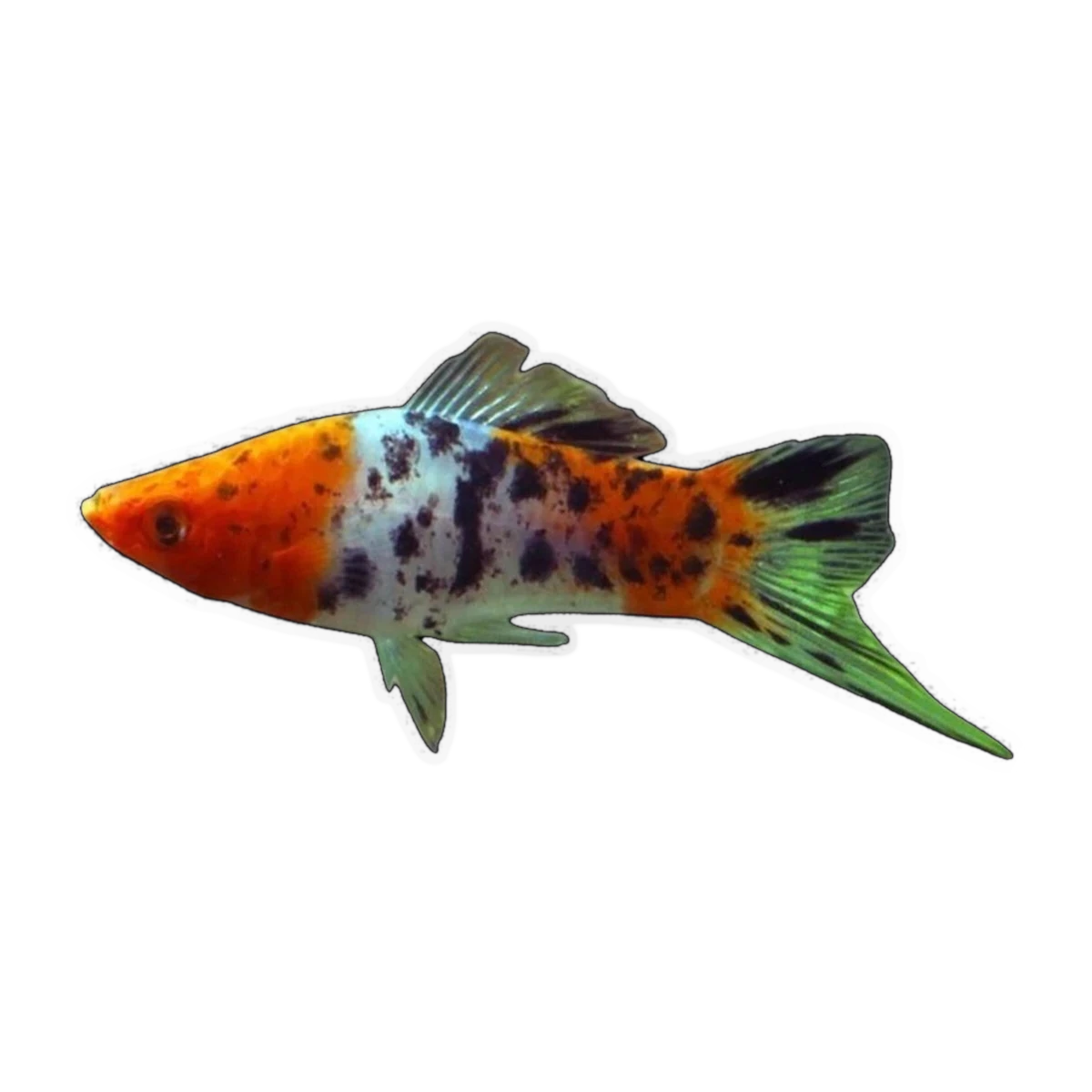 Tri-coloured Calico Swordtail | Xiphophorus hellerii