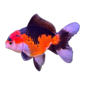 Tricolour Oranda Goldfish