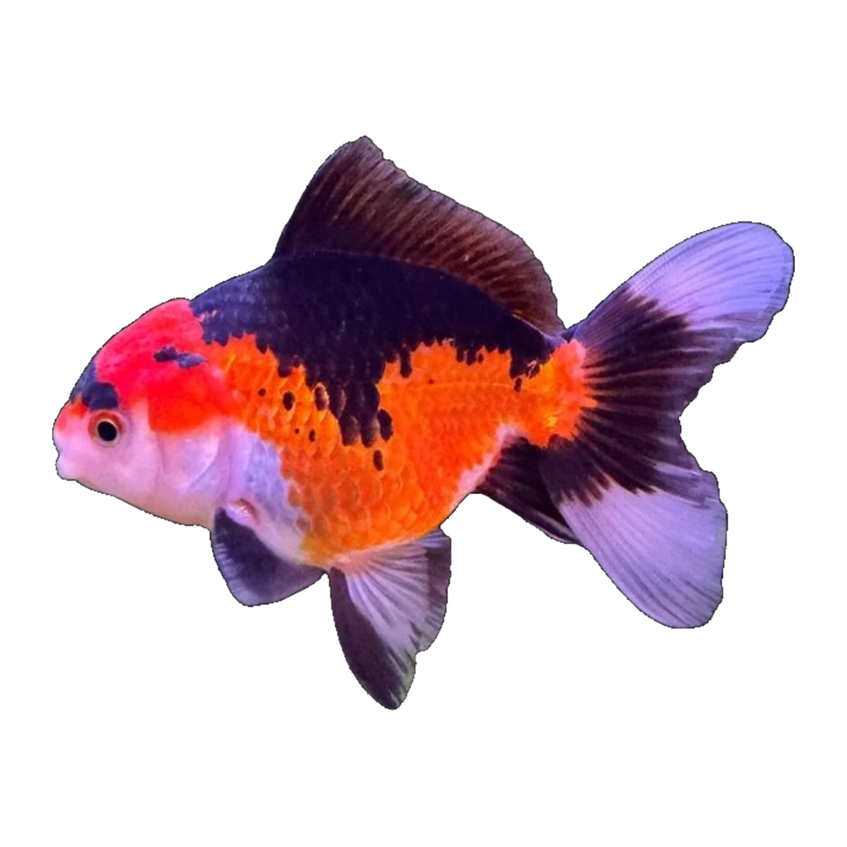 Tricolour Oranda Goldfish