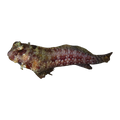 Triple Spot Lawnmower | Crossosalarias macrospilus