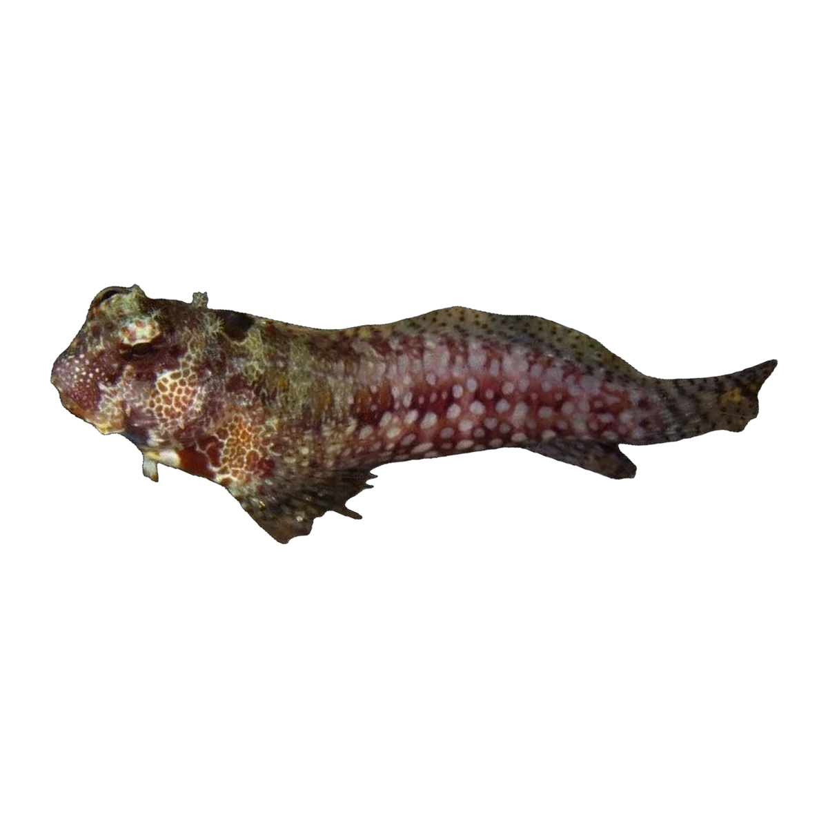 Triple Spot Lawnmower | Crossosalarias macrospilus