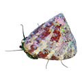 Trochus Snail | Trochus niloticus