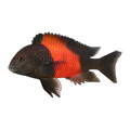 Tropheus sp. “Bemba Red” | Tropheus sp. 'Bemba'
