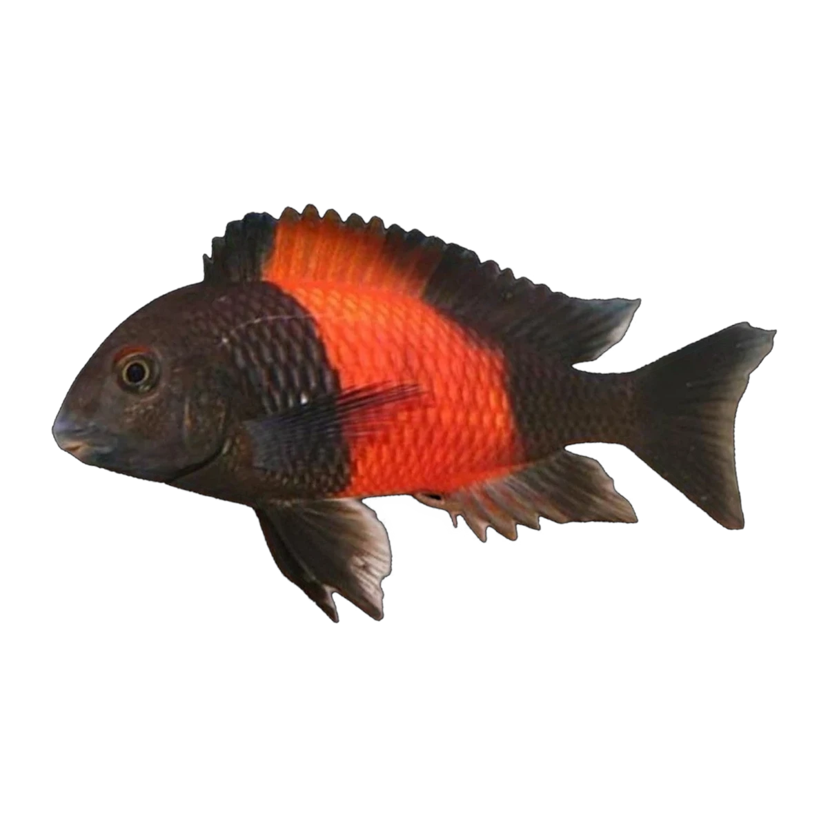 Tropheus sp. “Bemba Red” | Tropheus sp. 'Bemba'