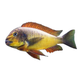 Tropheus sp. “Gold Firecracker” | Tropheus sp. 'Gold Firecracker'