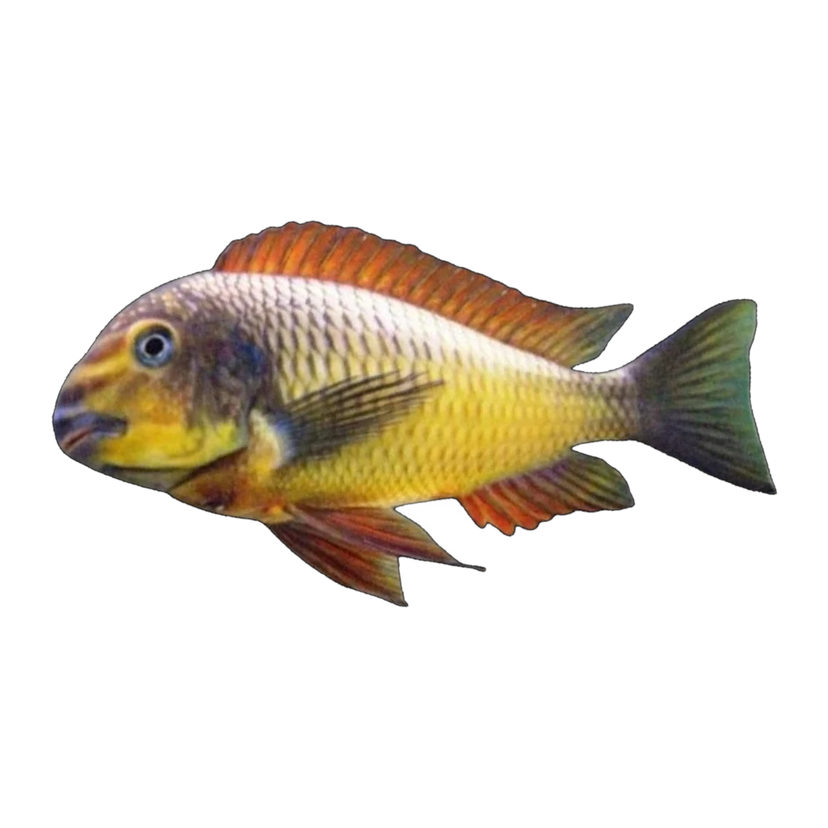Tropheus sp. “Gold Firecracker” | Tropheus sp. 'Gold Firecracker'