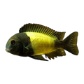 Tropheus sp. “Ikola” | Tropheus sp. 'Ikola'