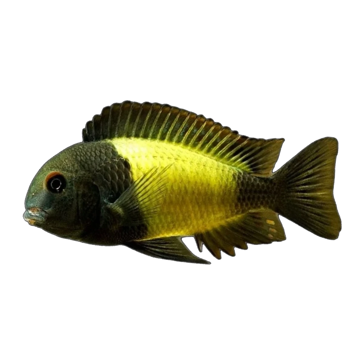 Tropheus sp. “Ikola” | Tropheus sp. 'Ikola'