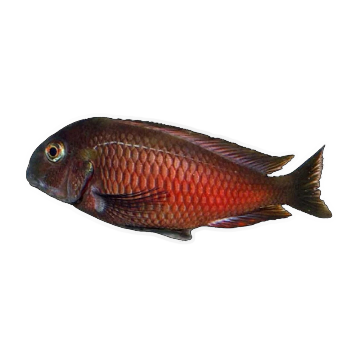 Tropheus sp. “Moliro” | Tropheus sp. 'Moliro'