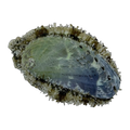 Tropical Abalone | Haliotis asinina