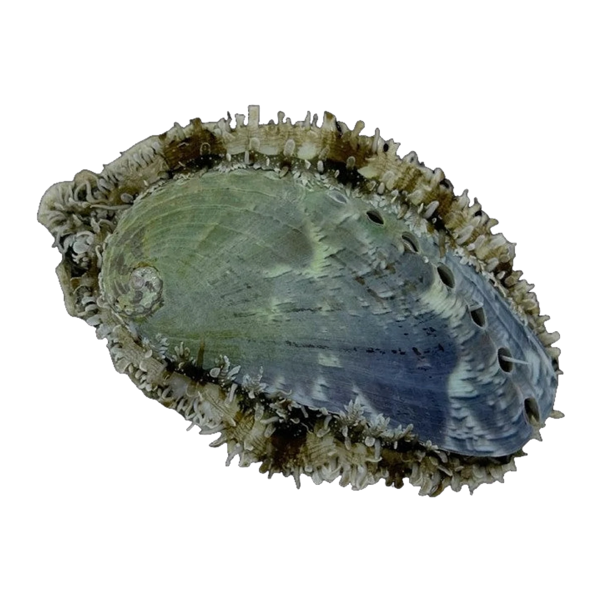 Tropical Abalone | Haliotis asinina