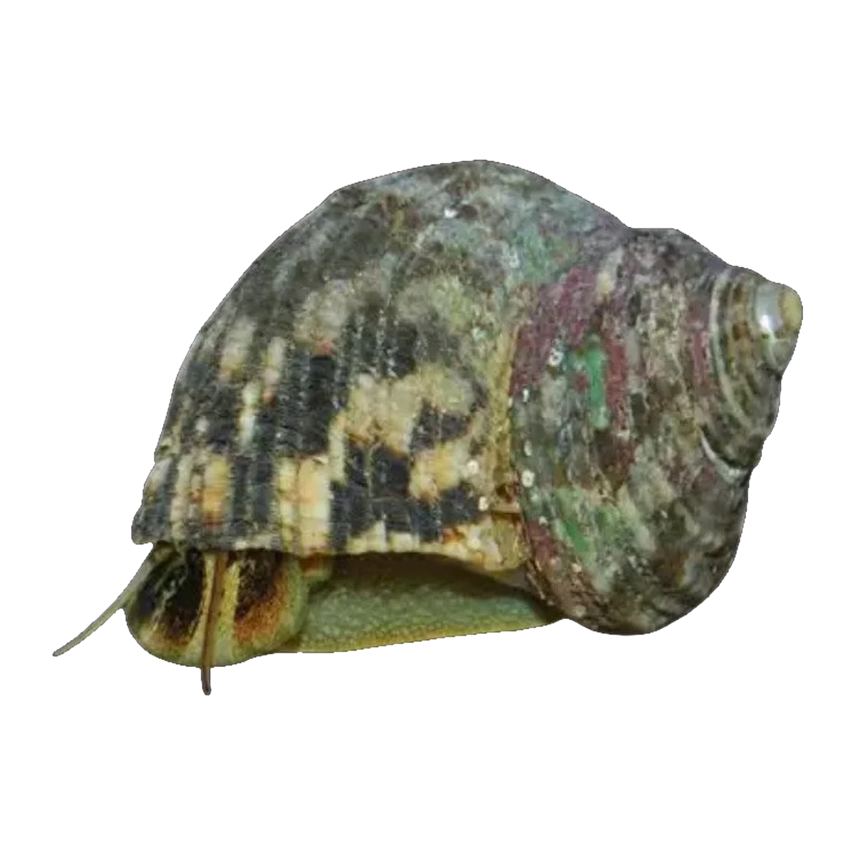 Turbo Snail | Turbo fluctuosus