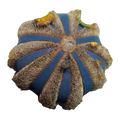 Tuxedo Urchin | Mespilia globulus