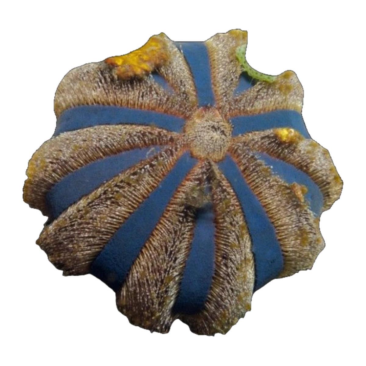 Tuxedo Urchin | Mespilia globulus