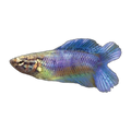 Twin Tail Female Fighting Fish | Betta splendens