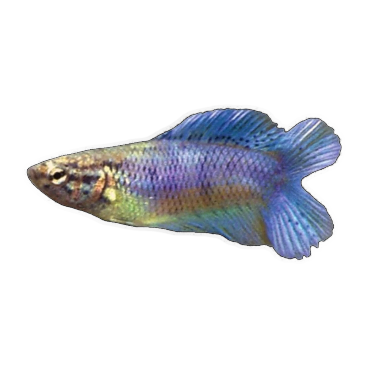 Twin Tail Female Fighting Fish | Betta splendens