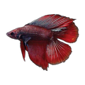 Twin Tail Male Fighting Fish | Betta splendens