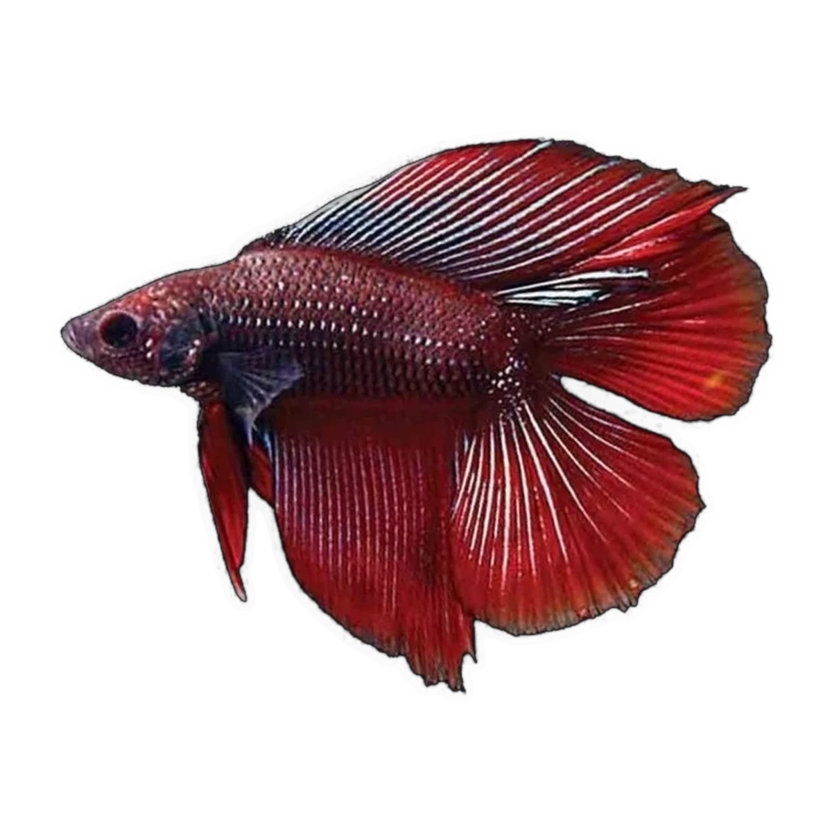 Twin Tail Male Fighting Fish | Betta splendens
